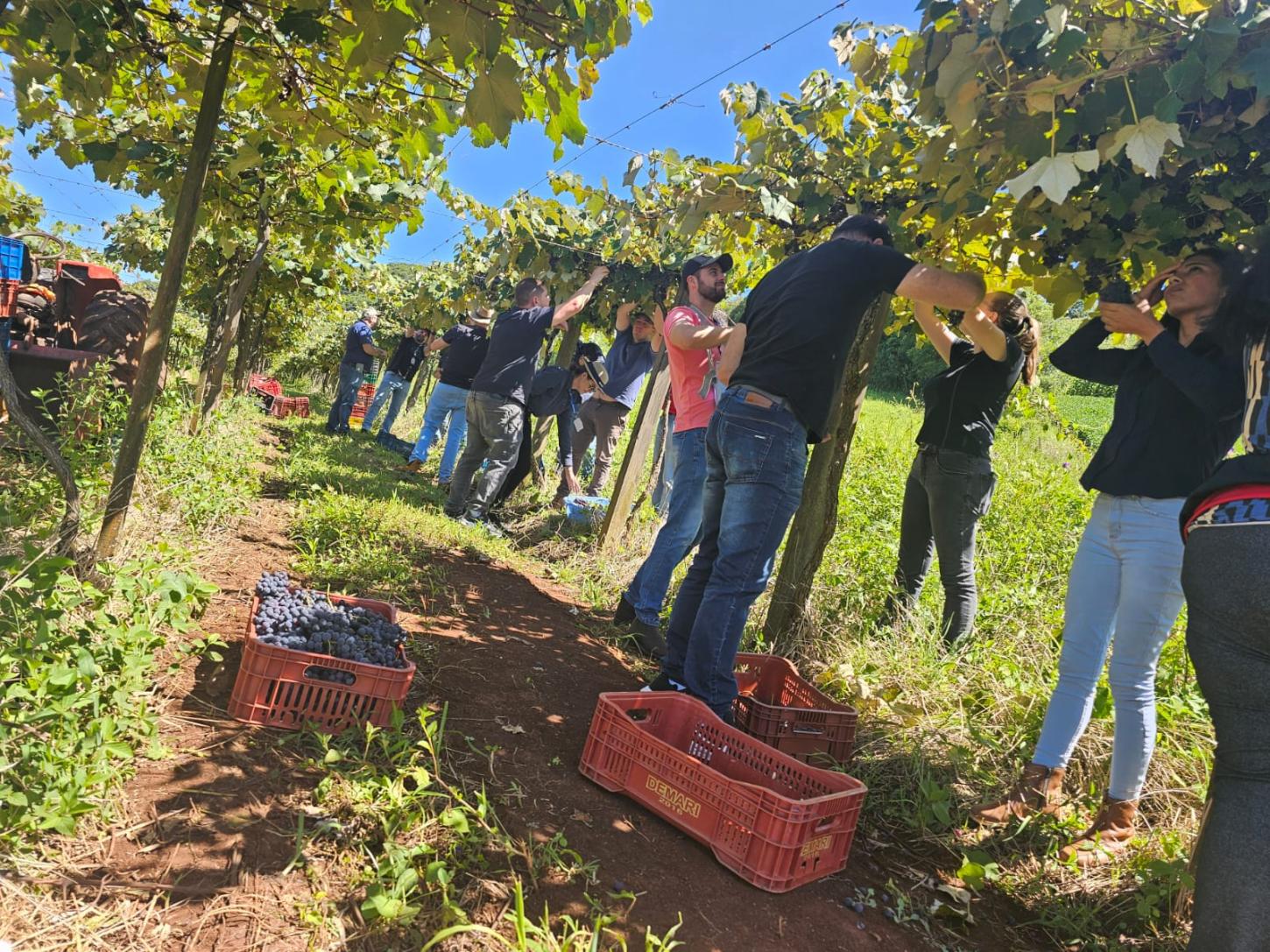 Cuidados na colheita da uva são tema de Capacitação em Cacique Doble