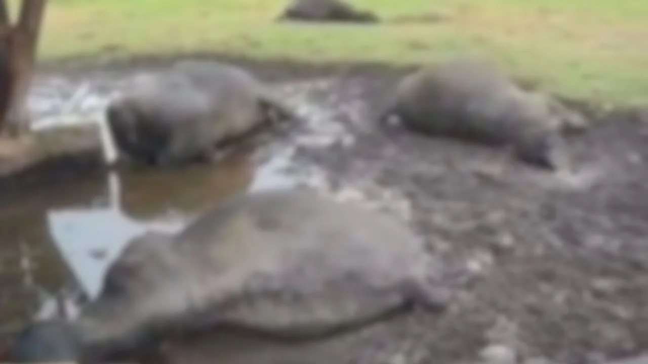 Descarga elétrica mata sete búfalos em propriedade rural de São Joaquim