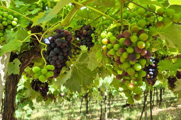 Feira do Vinho Doce valoriza tradição e fortalece economia local em Veranópolis