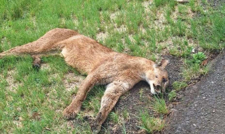 Mais uma onça é atropelada em trecho da BR-386 entre Santo Antônio do Planalto e Carazinho