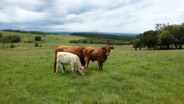 Pastagens apresentam bom desenvolvimento e favorecem alimentação dos rebanhos no RS