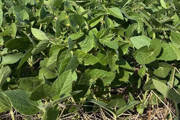 Plantio da soja se encaminha para o final no Rio Grande do Sul