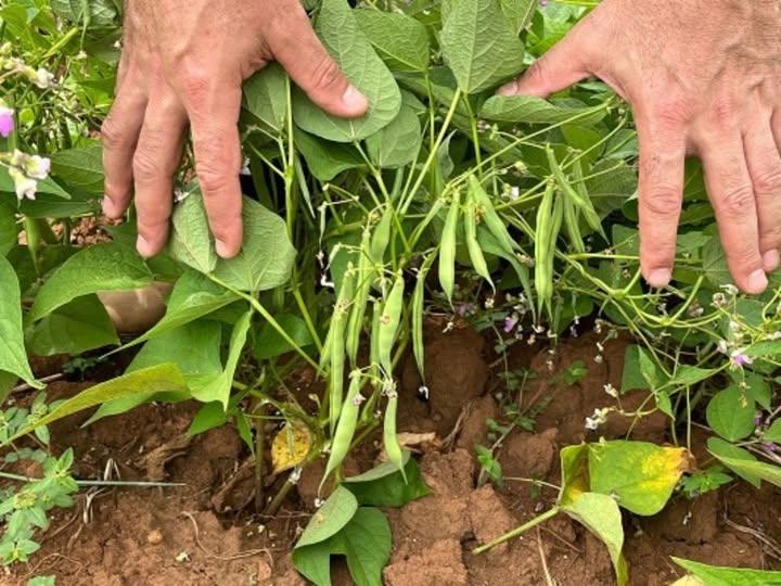 Plantio do feijão da primeira safra supera 90% no RS e colheita avança com tempo favorável