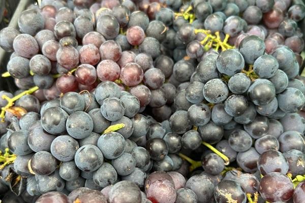 Safra da uva 2025/2026 deve superar produção normal no RS