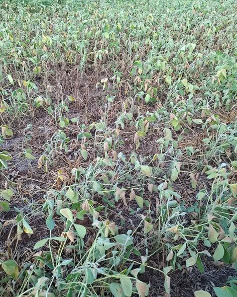 Chuva irregular gera frustração de safra, acende alerta para nova queda de produtividade