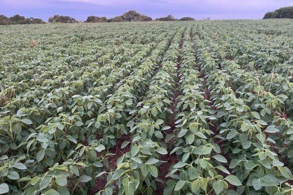 Maior parte as lavouras de soja estão em fase de enchimentos de grãos