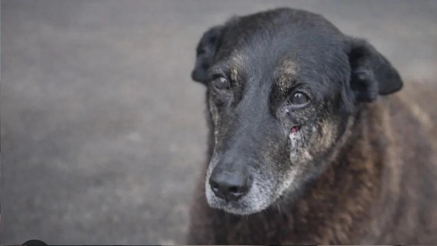 Polícia Civil pede internação de adolescente acusado de matar cão Orelha, em Florianópolis