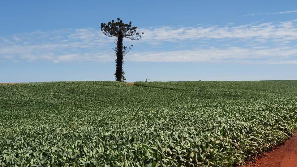 Problemas climáticos no Rio Grande do Sul reduzem estimativa da safra de soja, mas Brasil ainda deve ter produção recorde