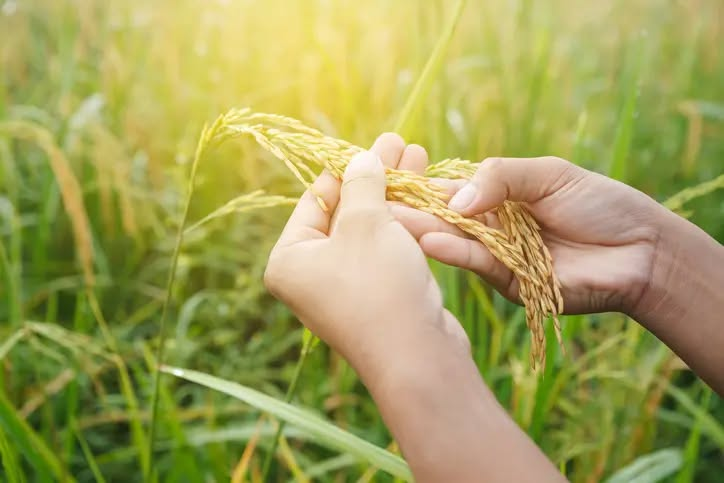 Setor arrozeiro pede ao governo do Estado prorrogação de crédito presumido de ICMS