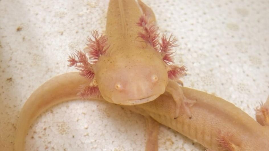 Sob risco crítico de extinção, axolotes resgatados em operação contra o tráfico de animais estão abrigados no Parque Zoológico