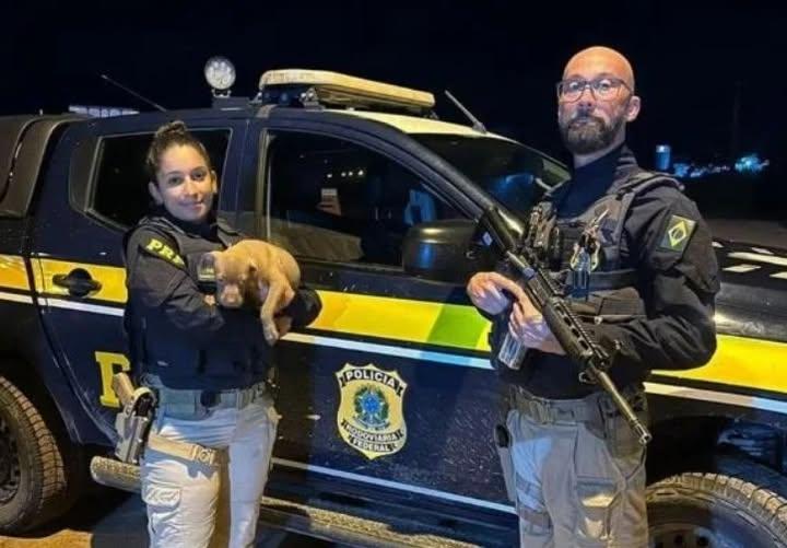 Verão aumenta abandono de animais em rodovias e reforça alertas no Rio Grande do Sul