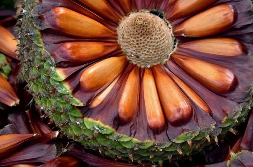 A PARTIR DESTA QUARTA-FEIRA A VENDA DE PINHÃO ESTÁ LIBERADA NO RIO GRANDE DO SUL