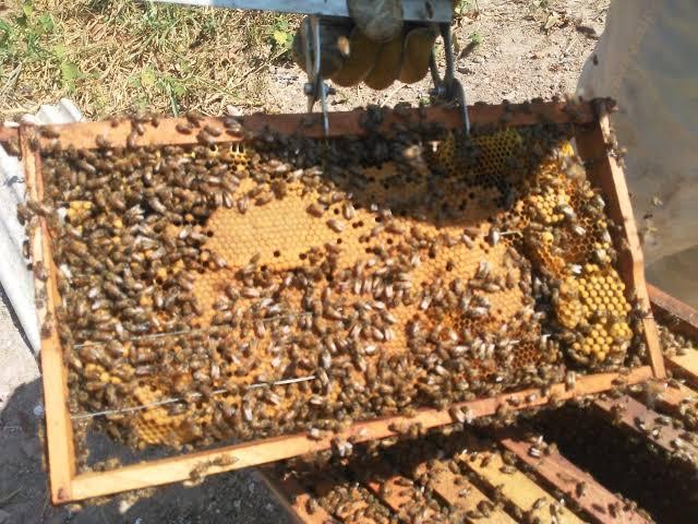 A Vida das Abelhas Está em Risco