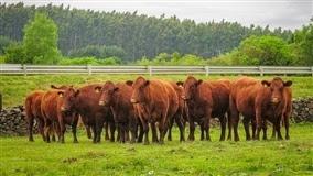 Abate de suínos e bovinos atinge recorde no Brasil