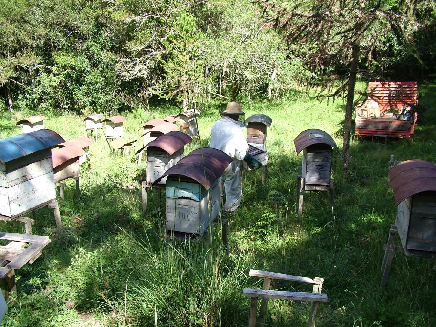 Abelhas e produtividade agrícola será foco de reunião em Monte Alegre dos Campos