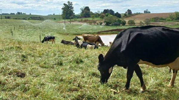 Apesar da falta de chuva, pastagens mantêm alimentação dos rebanhos no RS