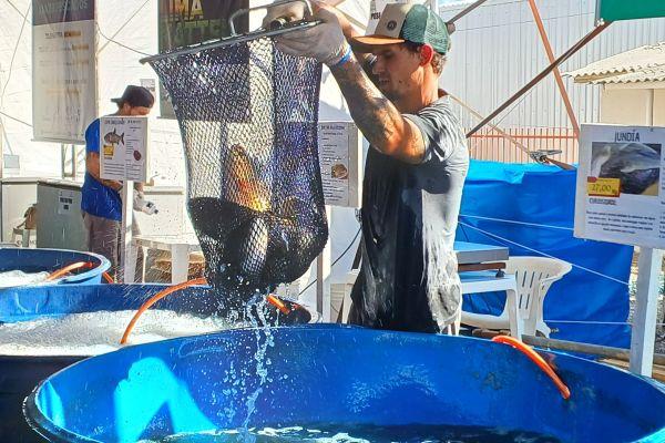 Emater/RS-Ascar projeta comercialização de mais de 2,8 mil toneladas de peixes durante a Semana Santa