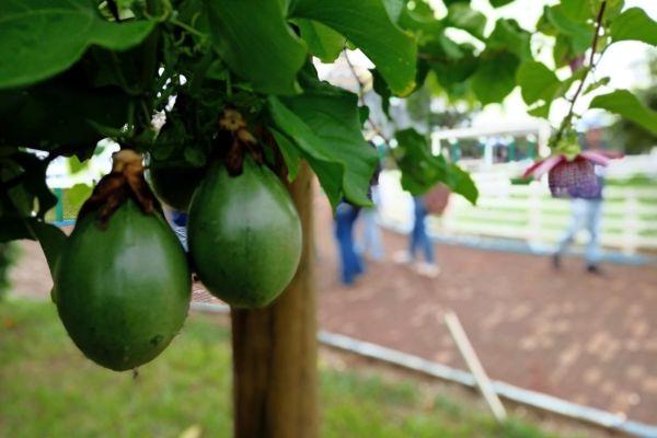 Expoagro Afubra 2026 - Emater/RS-Ascar apresenta orientações sobre pomares na feira