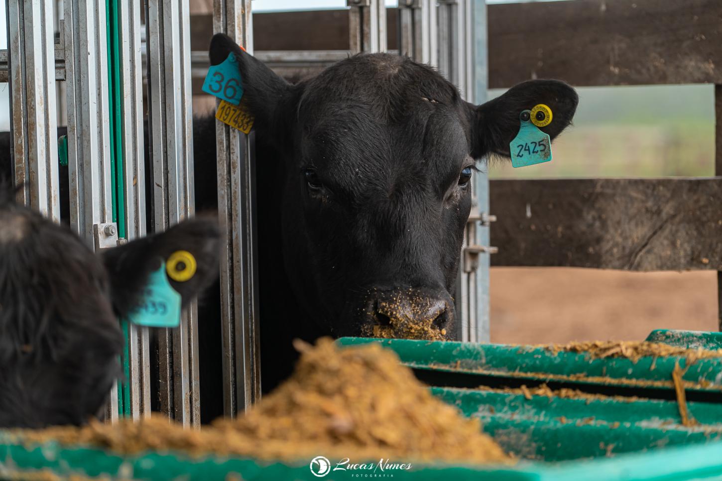 Prova de Eficiência Alimentar terá iniciativa inédita de controle de impacto ambiental