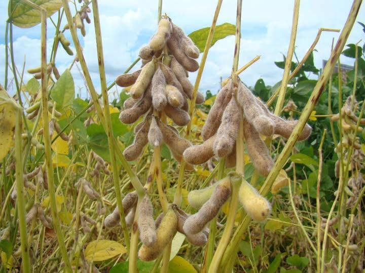 Safra de grãos no Brasil deve chegar a 353,4 milhões de toneladas; RS mantém posição entre maiores produtores