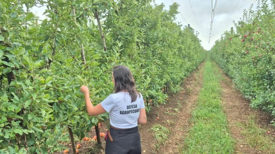 SECRETARIA DA AGRICULTURA FAZ INSPEÇÃO EM INDÚSTRIAS PARA EXPORTAÇÃO EM VACARIA