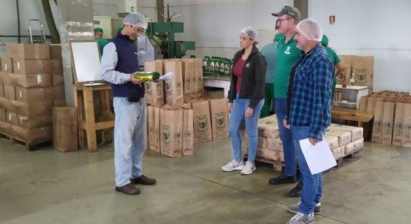 Selo de qualidade fortalece produção e agrega valor à erva-mate no RS