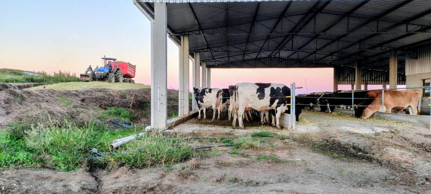 Silagem garante alimentação do rebanho em períodos críticos