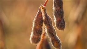 Soja tem produtividade variável no Rio Grande do Sul