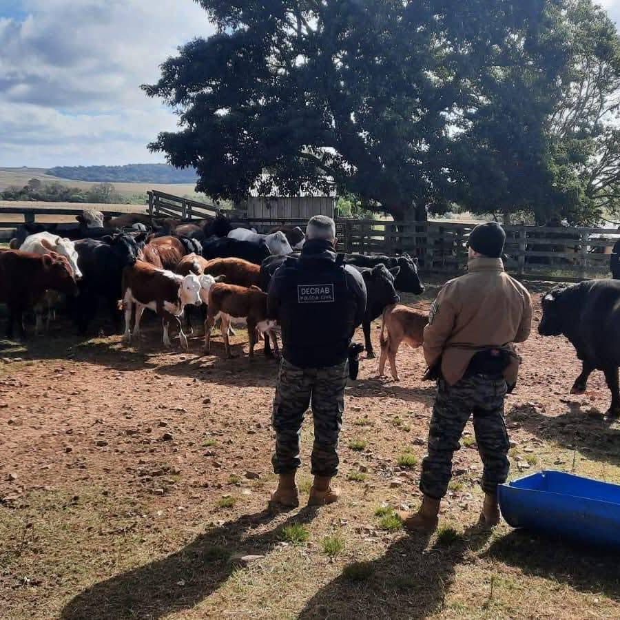 Ação contra abigeato apreende 230 bovinos em Manoel Viana; prejuízo ao crime supera R$ 700 mil