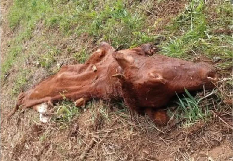 Barracão registra segundo caso de abigeato em menos de uma semana