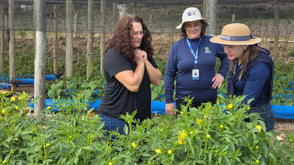 Cultivo de flores gera informações e renda para produtoras envolvidas