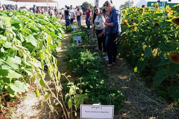 Fenasoja 2026: Emater/RS-Ascar apresenta cultivo e uso de plantas medicinais, aromáticas e condimentares na Exporural