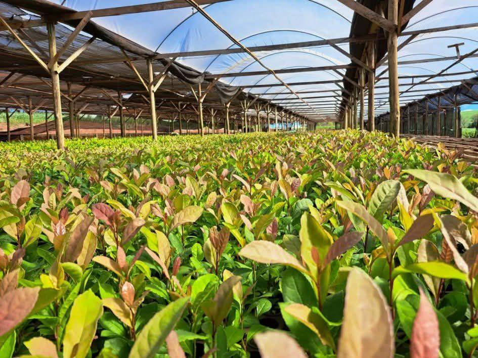 FESTA DA COLHEITA DA ERVA-MATE SERÁ REALIZADA NESTA QUINTA (28/5) EM MACHADINHO