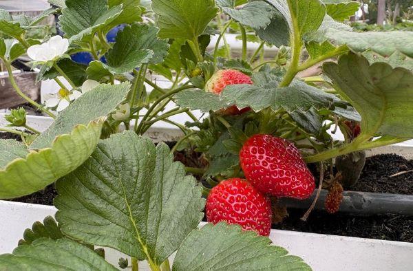 Morango e outras culturas têm desenvolvimento variado no Rio Grande do Sul; grãos de verão avançam na colheita