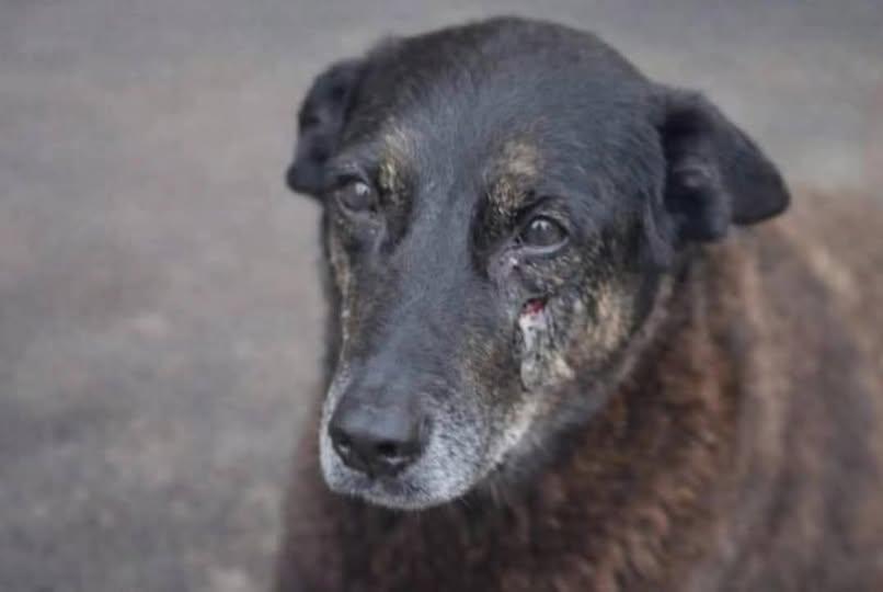 MPSC PEDE ARQUIVAMENTO DO CASO ORELHA E DIZ QUE ADOLESCENTES NÃO MATARAM O CÃO EM FLORIANÓPOLIS