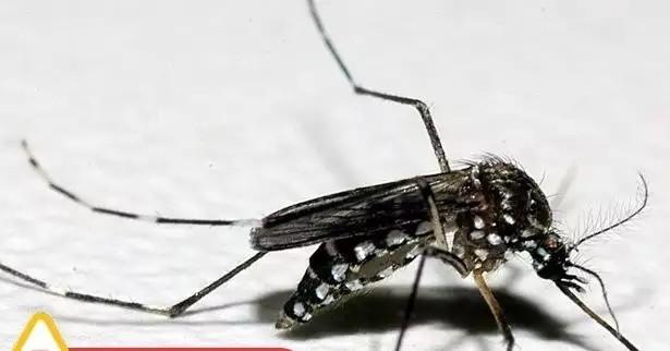 Rio Grande do Sul confirma a segunda morte por dengue neste ano