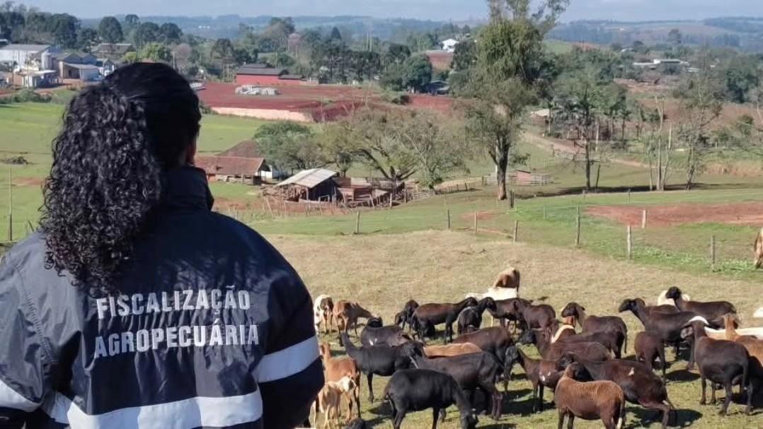 RS CELEBRA CINCO ANOS DE RECONHECIMENTO INTERNACIONAL COMO ZONA LIVRE DE AFTOSA SEM VACINAÇÃO