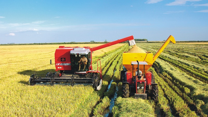 Mercado de arroz entra em compasso de espera no Rio Grande do Sul após fim da colheita e leilões da Conab