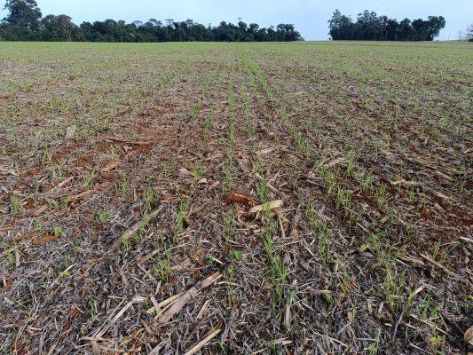Plantio do trigo prossegue e lavouras apresentam bom estabelecimento no RS