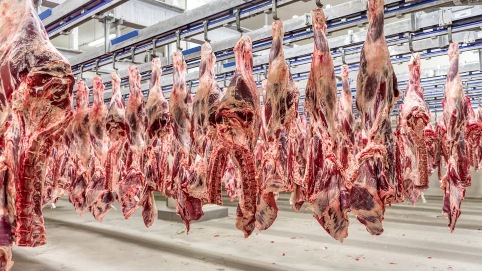 União Europeia veta importação de carnes, pescado e mel do Brasil e medida pode gerar perdas bilionárias
