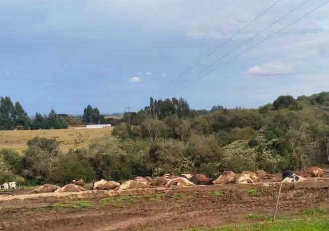 30 VACAS MORREM ELETROCUTADAS APÓS FIO DE ENERGIA CAIR SOBRE REBANHO EM SC