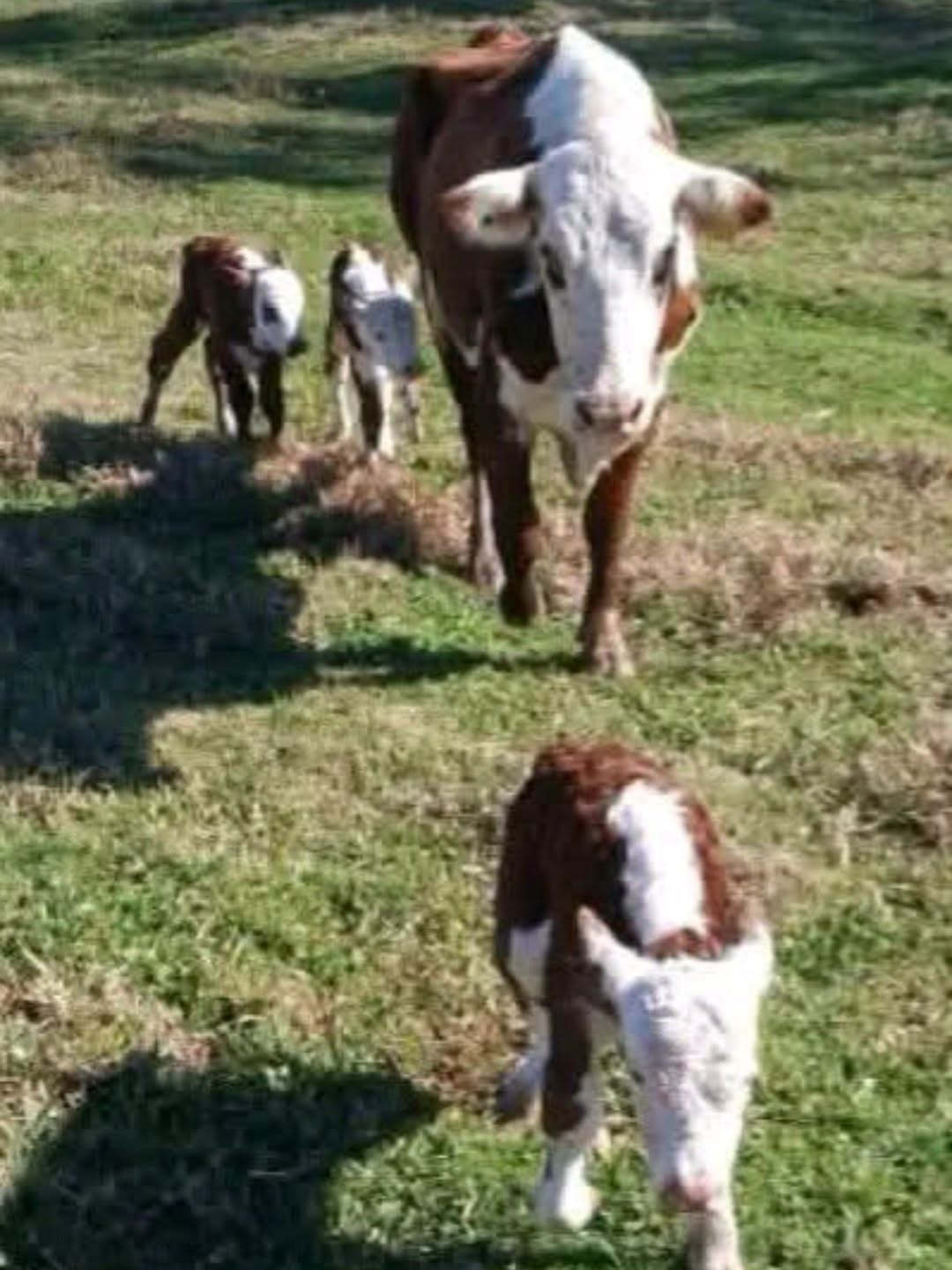CASO RARO: VACA DÁ A LUZ A TRIGÊMEOS NO SC