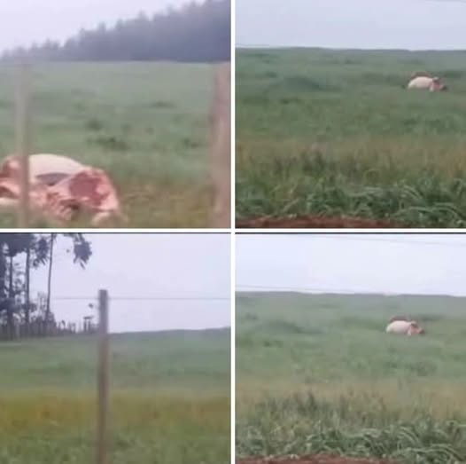 ABIGEATO: MAIS QUATRO VACAS SÃO CARNEADAS EM ENCRUZILHADA DO SUL