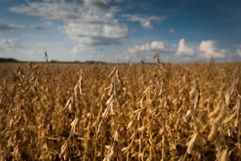 CNA: 33% das exportações do agro brasileiro aos EUA terão sobretaxa total de 37,5%