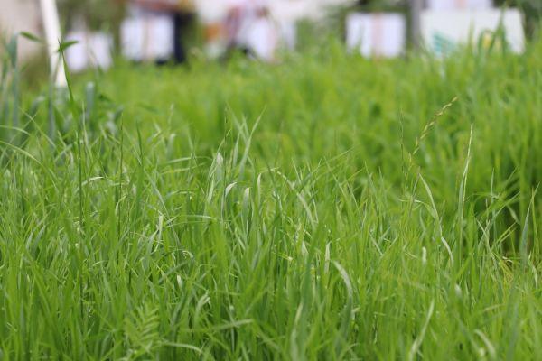 Diversidade de forrageiras amplia opções para produtores na Expointer 2026
