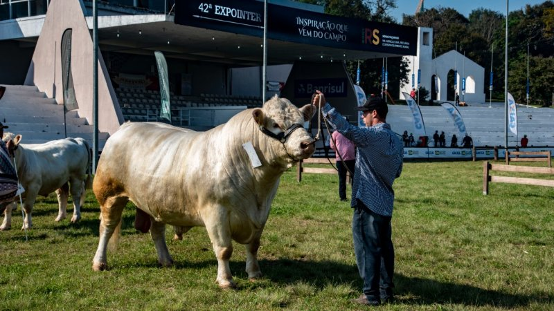 Expointer 2026 tem 5.756 animais de argola inscritos no Rio Grande do Sul