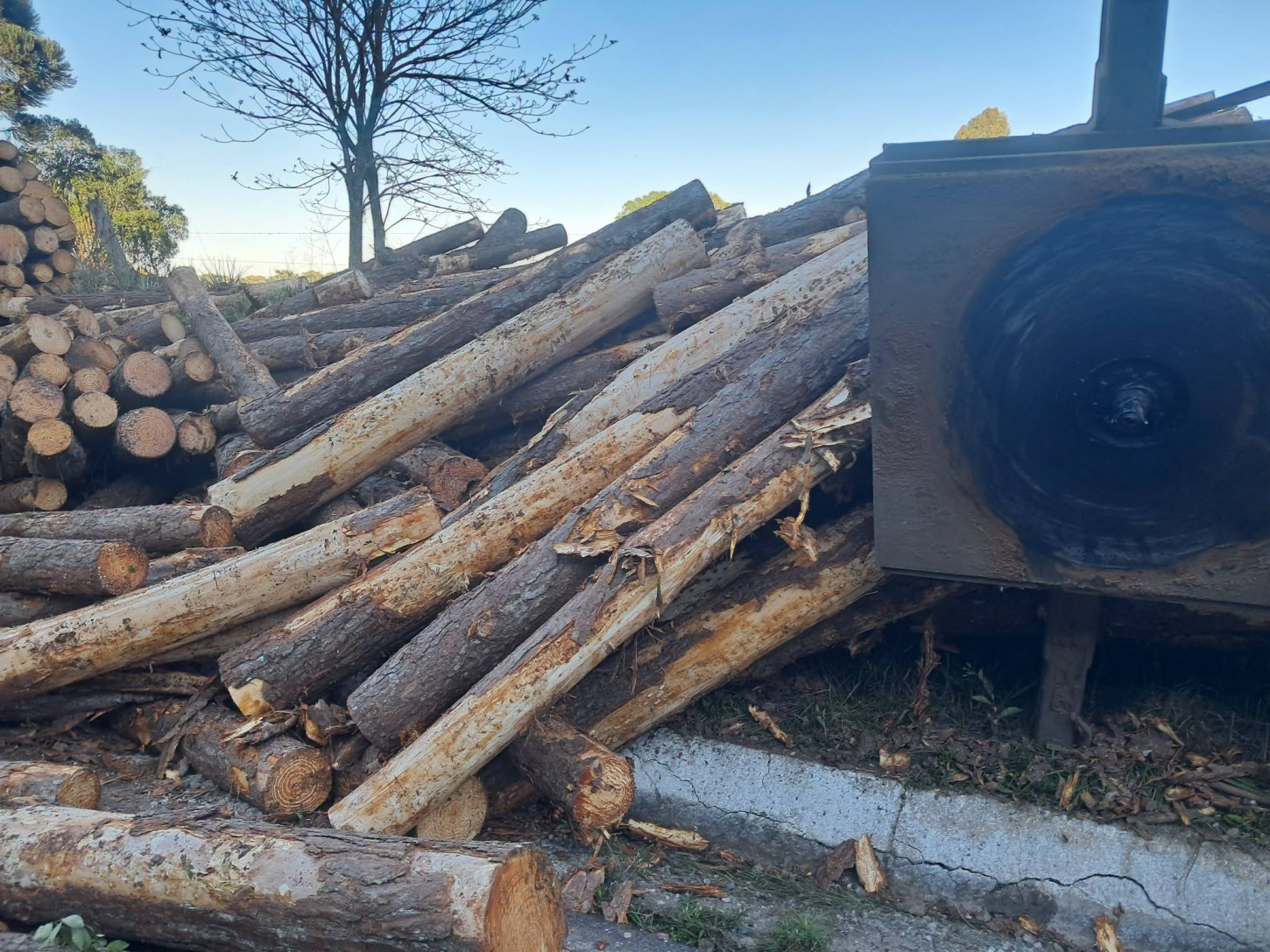 Carreta carregada com toras de pinus tomba em curva na RS-456, em Anita Garibaldi