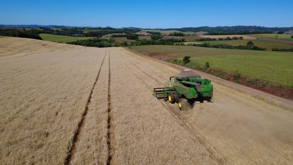Começa colheita do trigo nas principais regiões produtoras do Rio Grande do Sul 