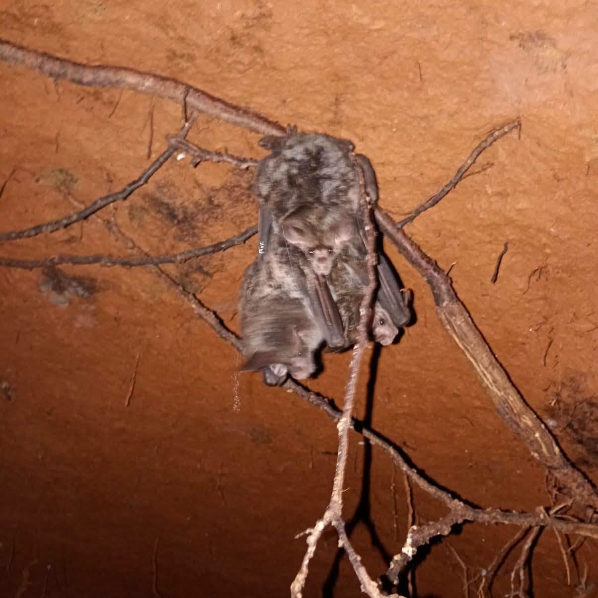 Inspetoria Veterinária encontra morcegos transmissores da raiva herbívora em cinco comunidades de Vacaria