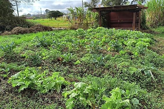Sistemas agroflorestais destacam diversificação produtiva na Expointer 2026
